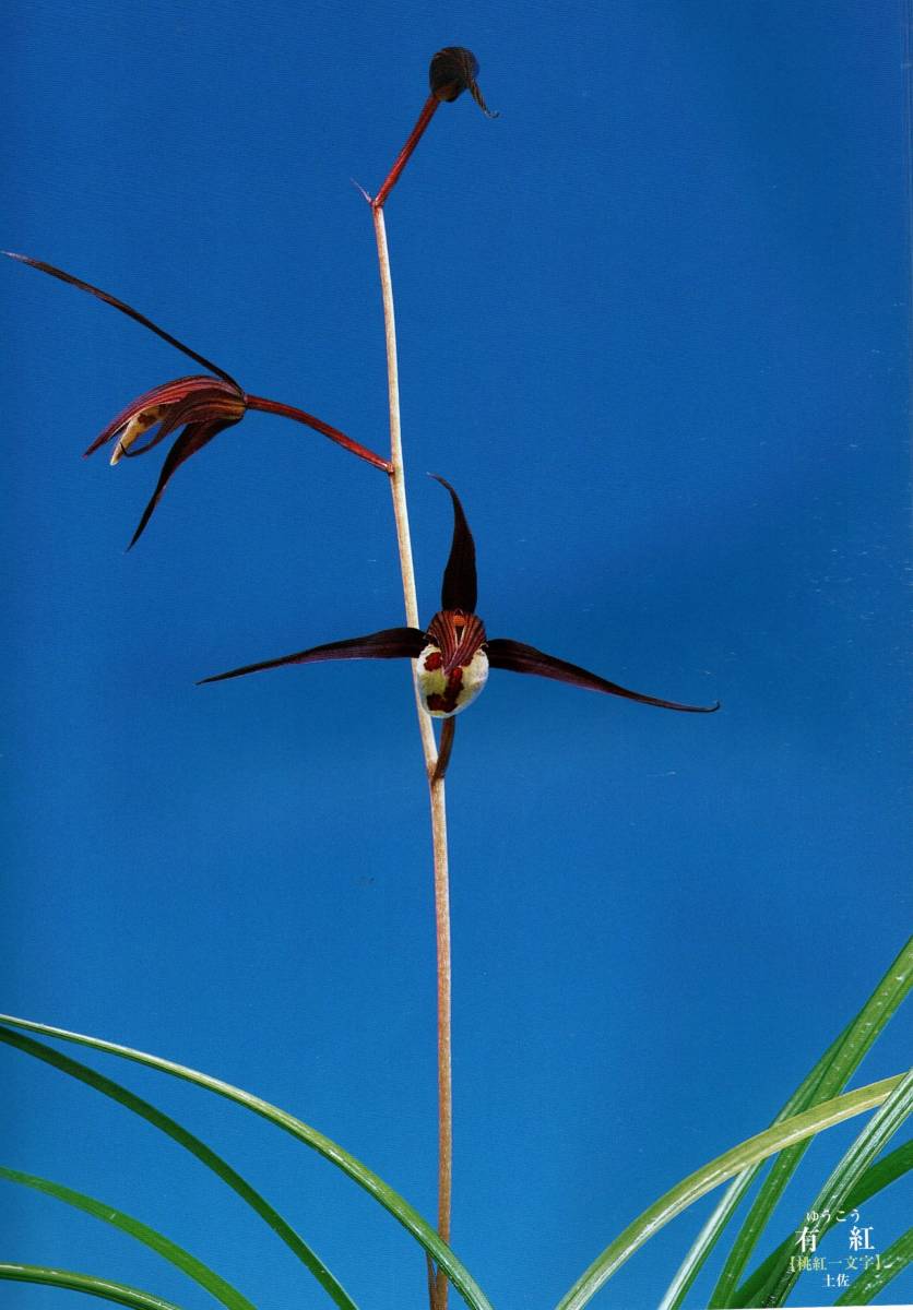 Tillandsia pang maralyn (xerographica × ionantha Tillandsia pang maralyn (xerographica × ionantha