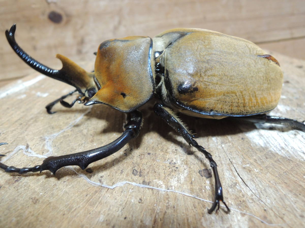 Stag Beetle】 新産地 コスタリカ産 エレファスssp. WF３ 成虫ペア