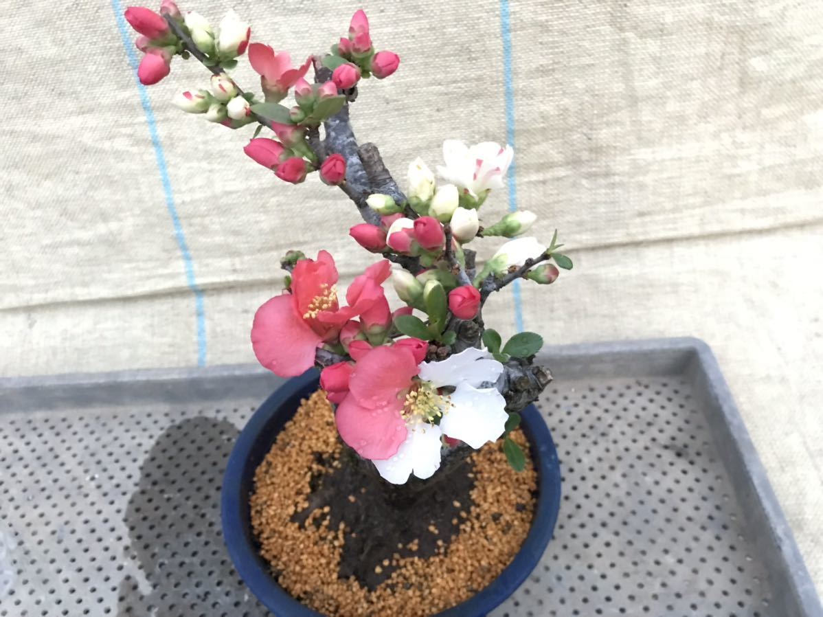 ワンサイズ特別オファー木瓜 ボケ 放春花6寸6本セット 植物 観葉植物インテリア小物ワンサイズデフォルトの色mer Zifvugwjtcst デフォルトの色 9 450円 税込 Www Tellyupdates Pro ワンサイズ特別オファー木瓜 ボケ 放春花6寸6本セット 植物 観葉植物インテリア小物ワンサイズデフォルトの色mer Zifvugwjtcst デフォルトの色 9 450円 税込 Www Tellyupdates Pro