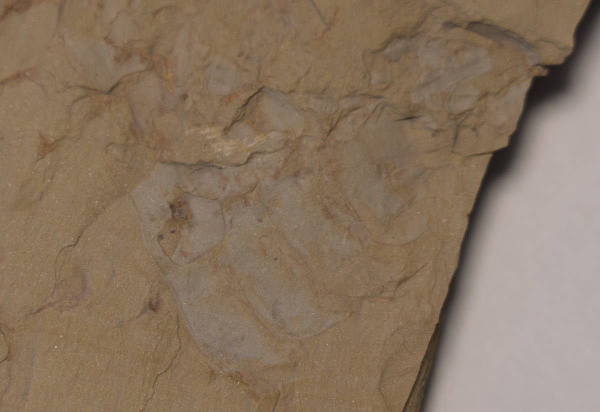 [. mountain animal group ]Guangweicaris spinatus[ fossil ]No.3