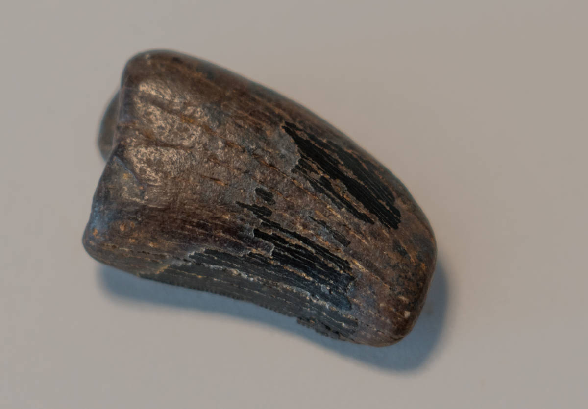 【化石】ティラノサウルス科 ダスプレトサウルス・トロススの歯 No.4_画像3