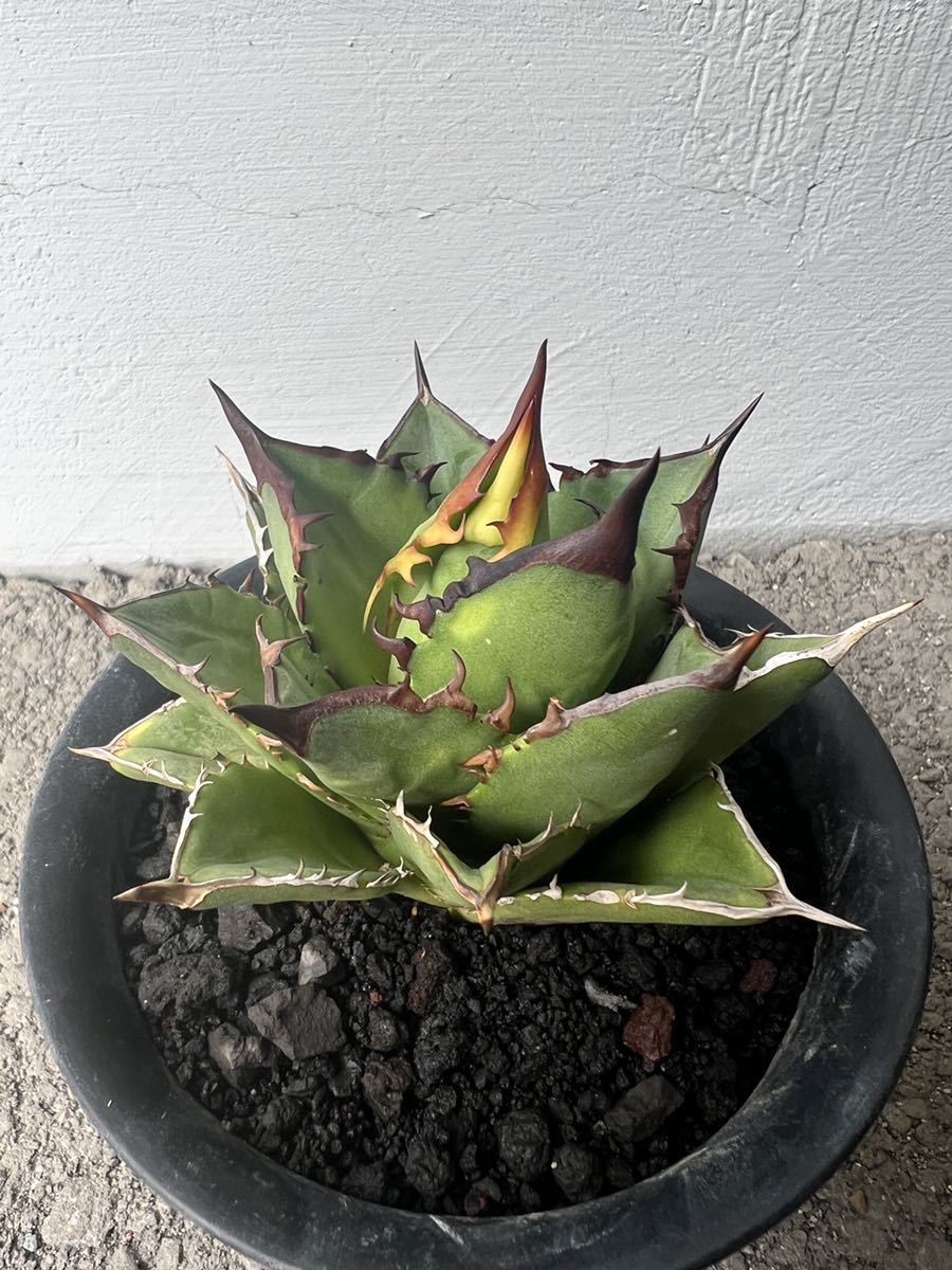 アガベ チタノタ 黒金剛 agave titanota 多肉植物 www.bargebook.com