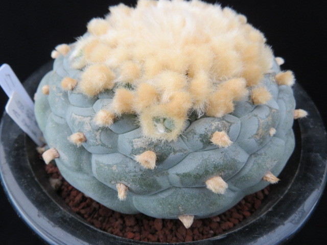 17.疣系銀冠玉 サボテン 多肉植物 doctorindu.com