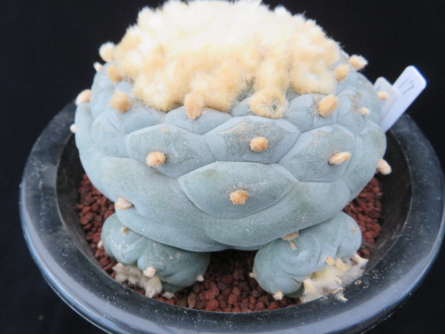17.疣系銀冠玉 サボテン 多肉植物 doctorindu.com