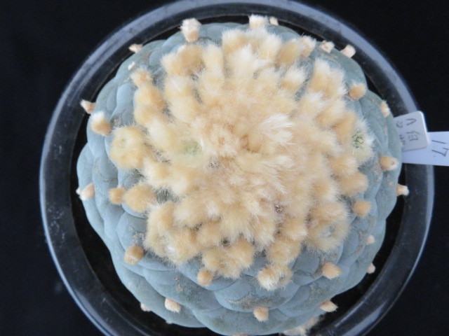 17.疣系銀冠玉 サボテン 多肉植物 doctorindu.com