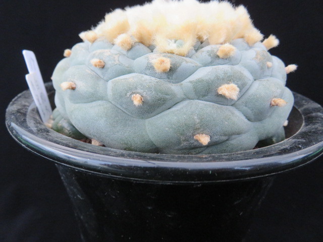 17.疣系銀冠玉 サボテン 多肉植物 doctorindu.com