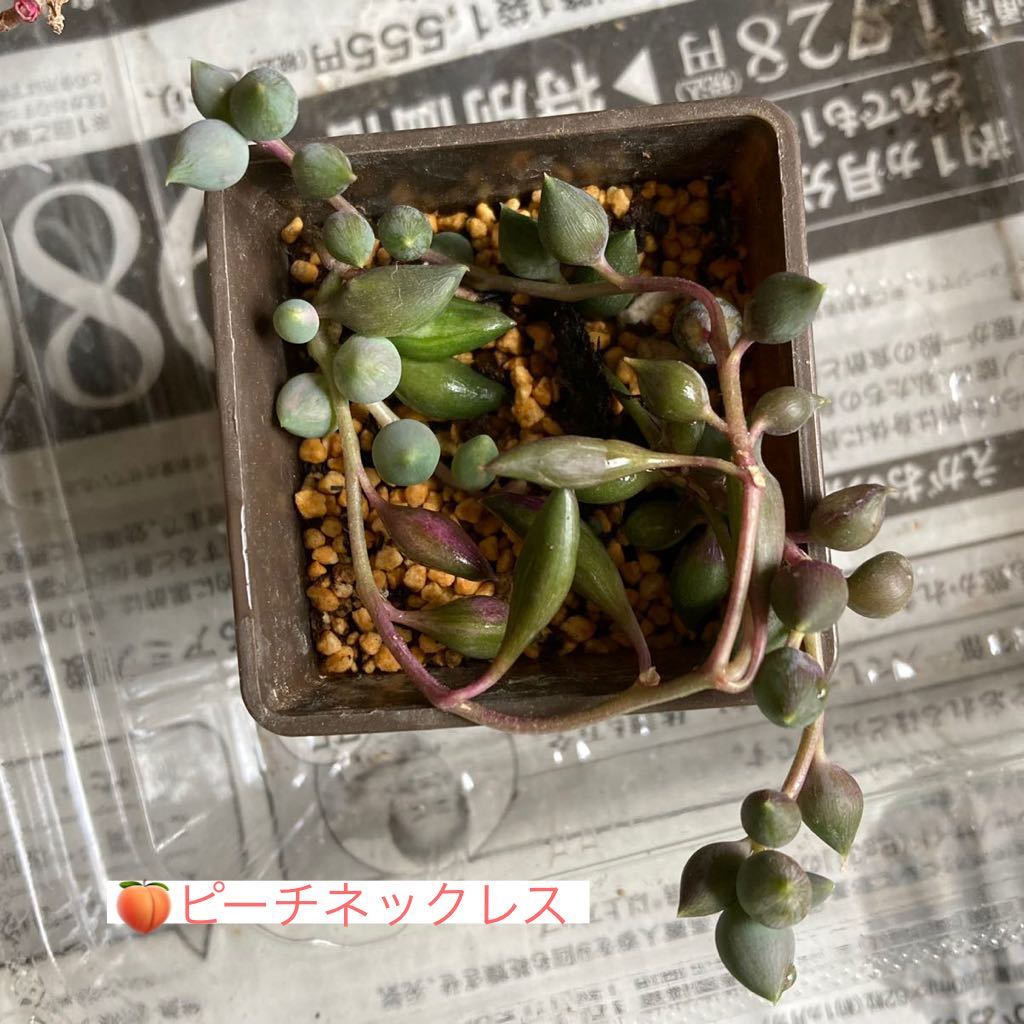 多肉植物 セネシオ属 5cm角ポット 2021春夏新色 最高 ピーチネックレス
