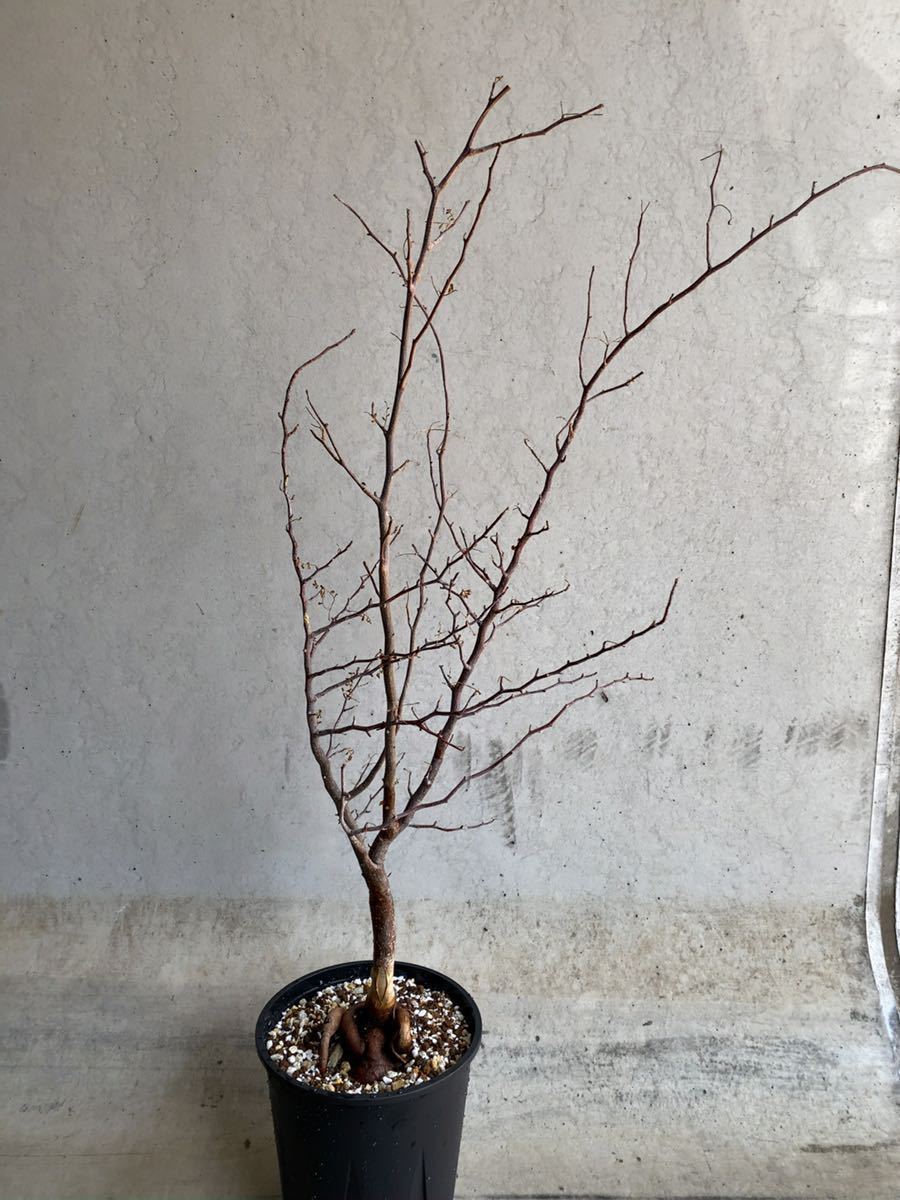 Bursera microphylla ブルセラ ミクロフィラ 灌木 検索