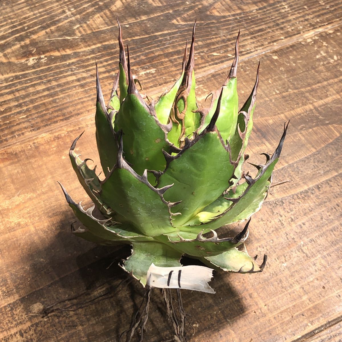 アガベ ホリダ(Agave horrida) ベアルート株【CRplants】(11) www