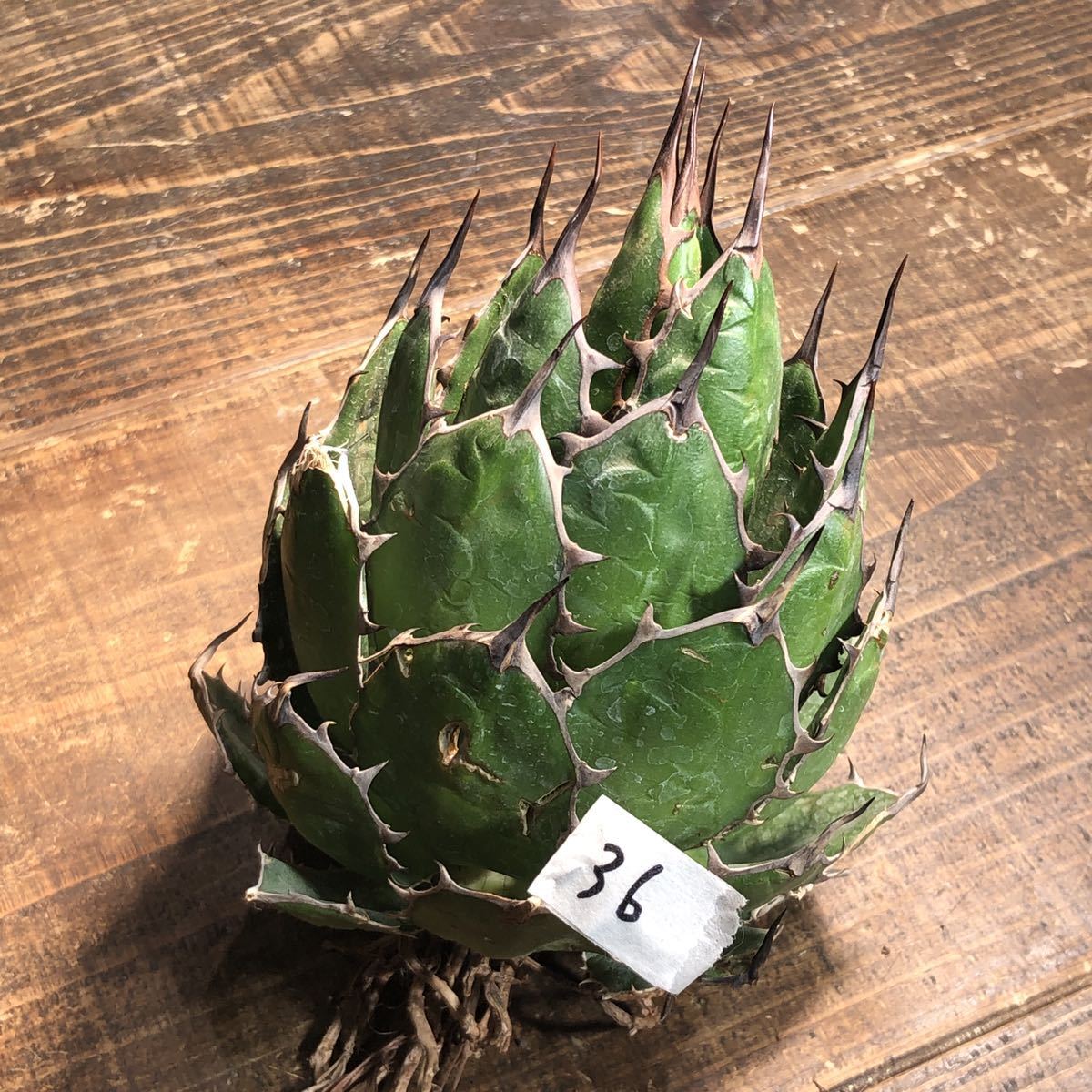アガベ ホリダ(Agave horrida) ベアルート株【CRplants】(36) lram-fgr.ma