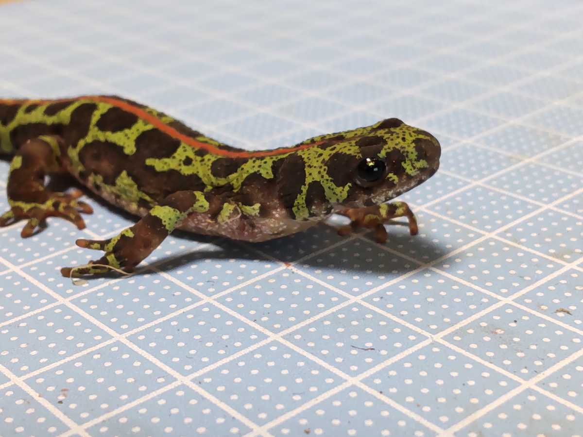 セル画】 ジャングル大帝 レオ セル画、動画、コピー背景付 z セル画】 ジャングル大帝 レオ セル画、動画、コピー背景付 z