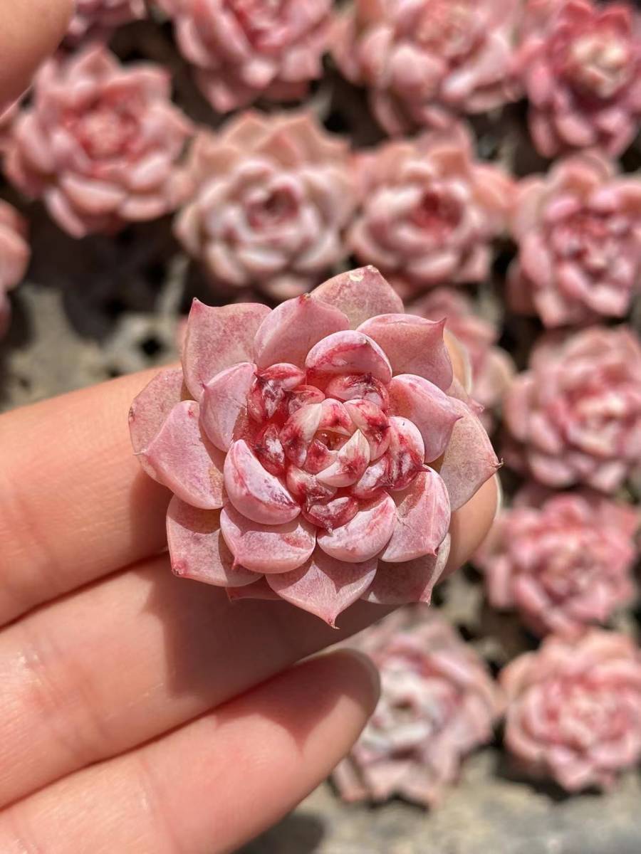 激安大特価! 多肉植物 エケベリア 韓国苗 Fire fly ecousarecycling.com