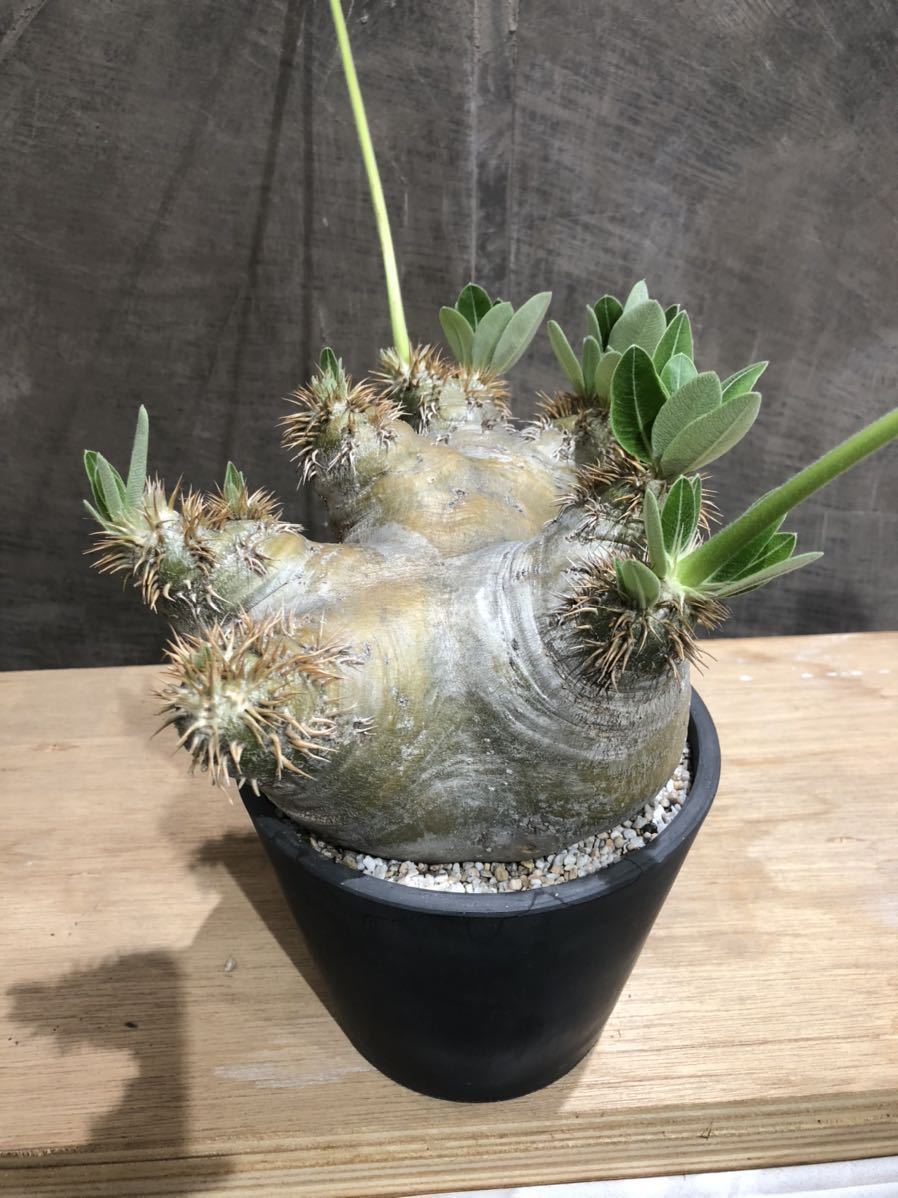 パキポディウム エブレネウム 白花 塊根植物 コーデックス 観葉植物 パキポディウム エブレネウム 白花 塊根植物 コーデックス 観葉植物