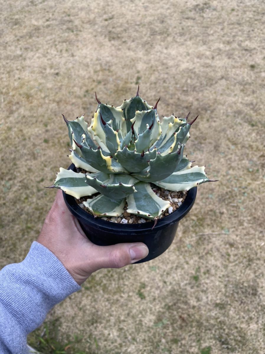 WPJ・Agave isthmensis 'Atomic Gold' アガベ アトミックゴールド 重田