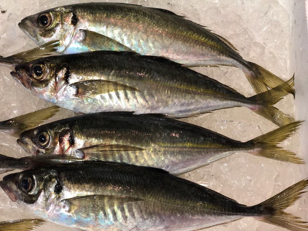 豊後水道の釣りアジ1キロ!_画像2