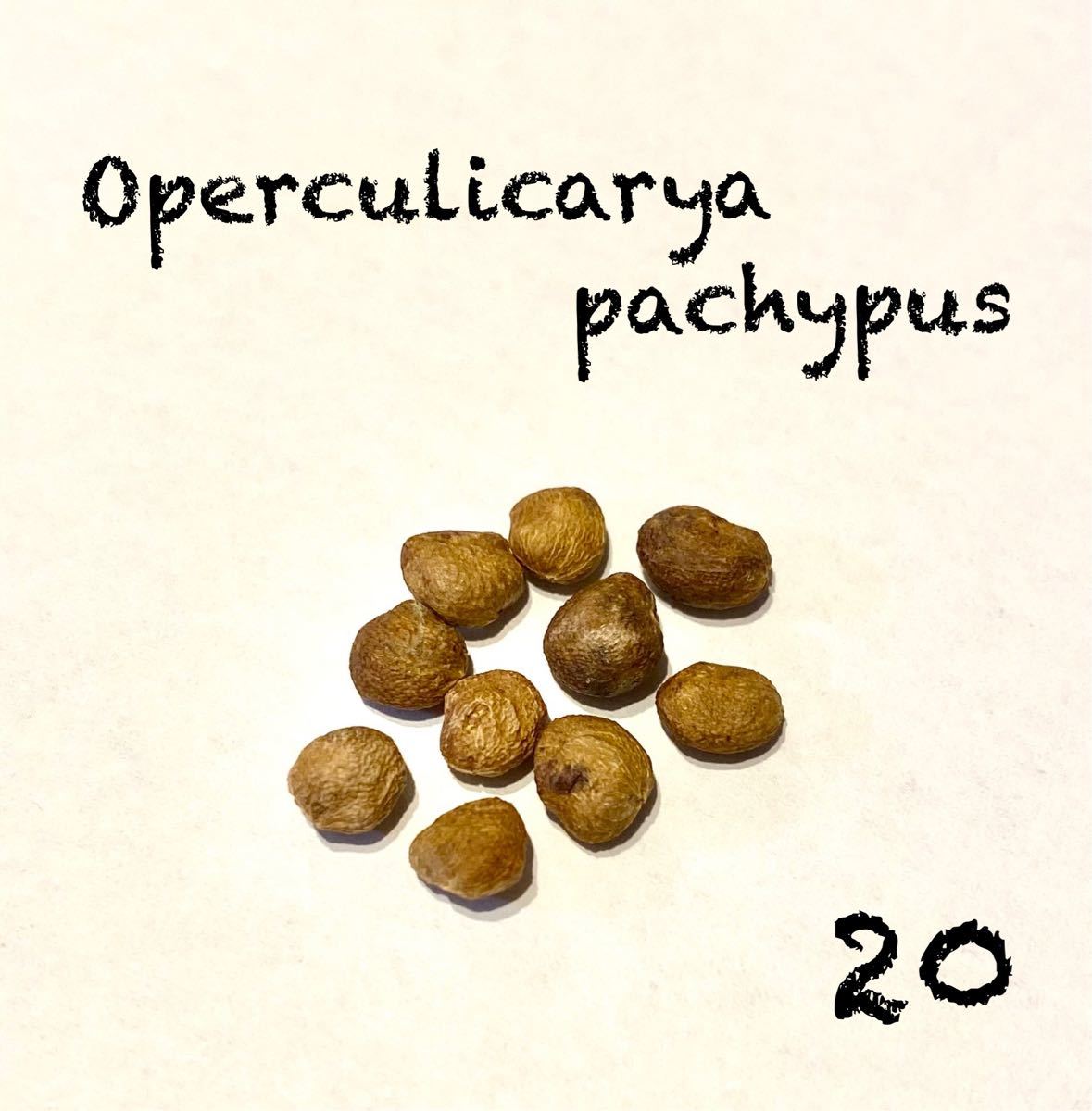 即出荷 種子50粒 オペルクリカリア パキプス econet.bi