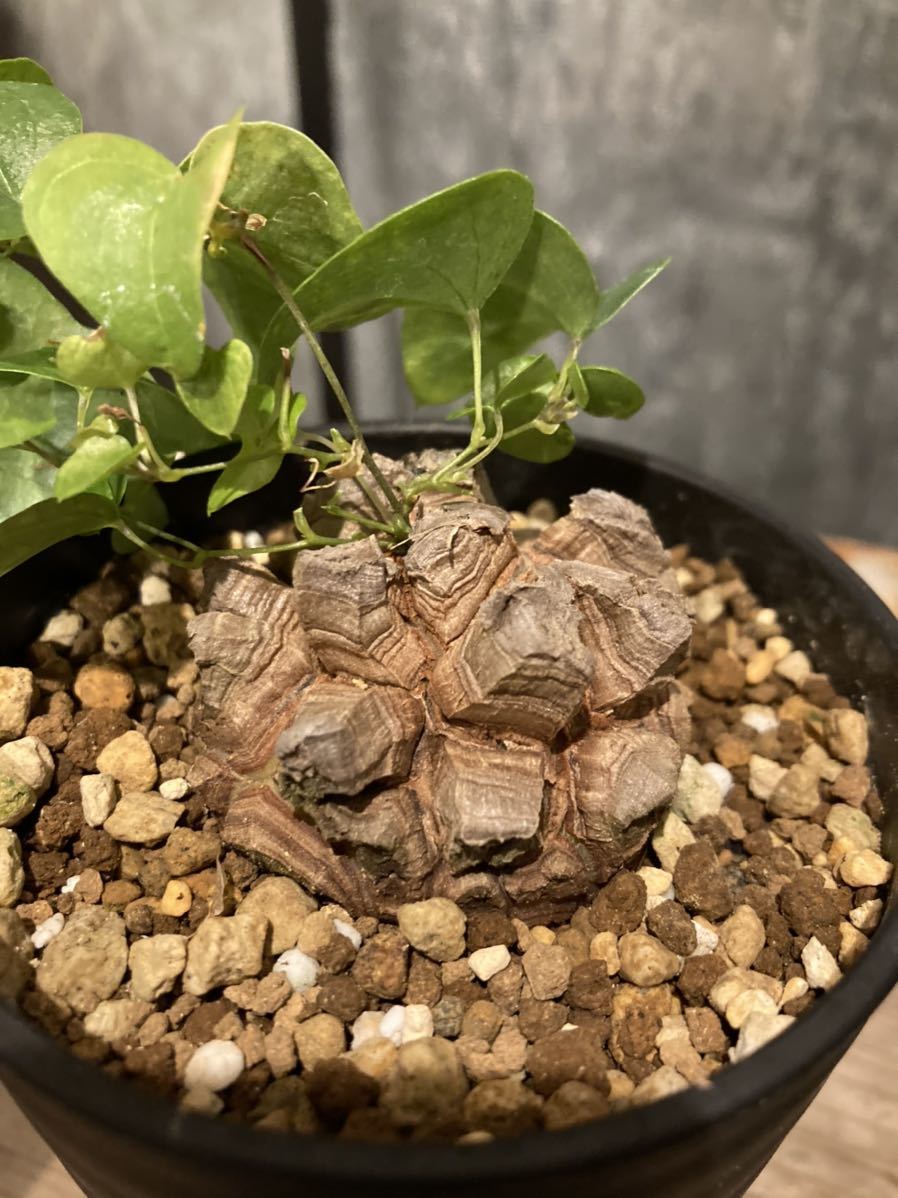 アフリカ亀甲竜 ディオスコレア エレファンティペス 塊根植物