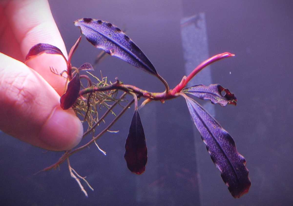bucephalandra sp. brownie ghost 2011-2012 nakamoto 完全水中葉 大株 子株有り お得セット Brownie sp. ブセファランドラ Ghost Nakamoto 2011 魚用品/水草