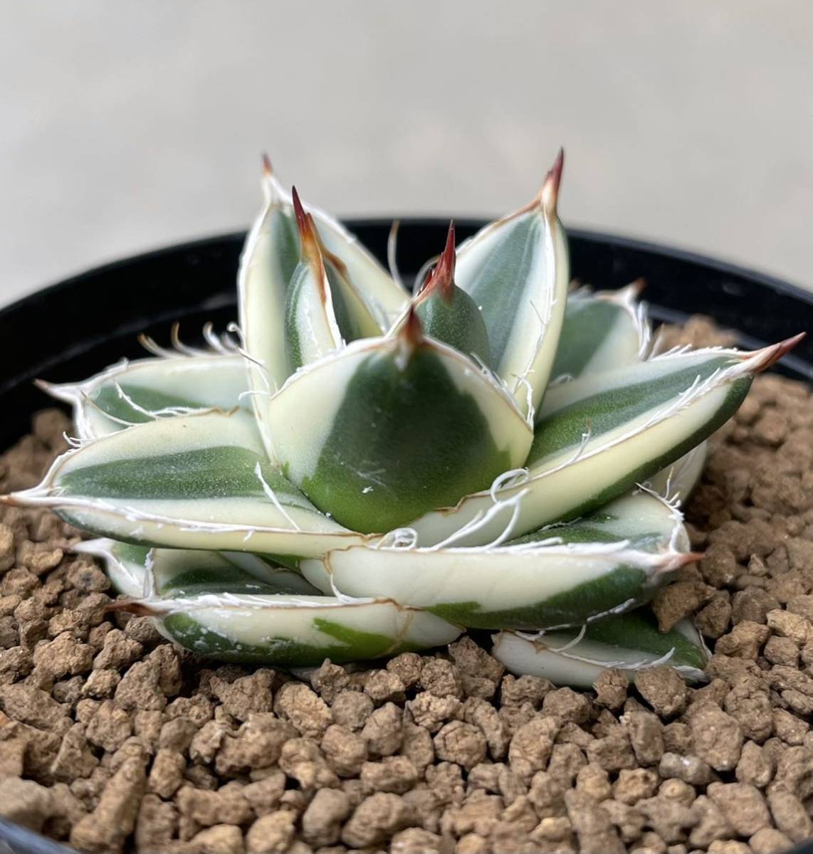 Yahoo!オークション - アガベ ピンキー agave pinky 王妃笹の雪A Yahoo!オークション - アガベ ピンキー agave pinky 王妃笹の雪A