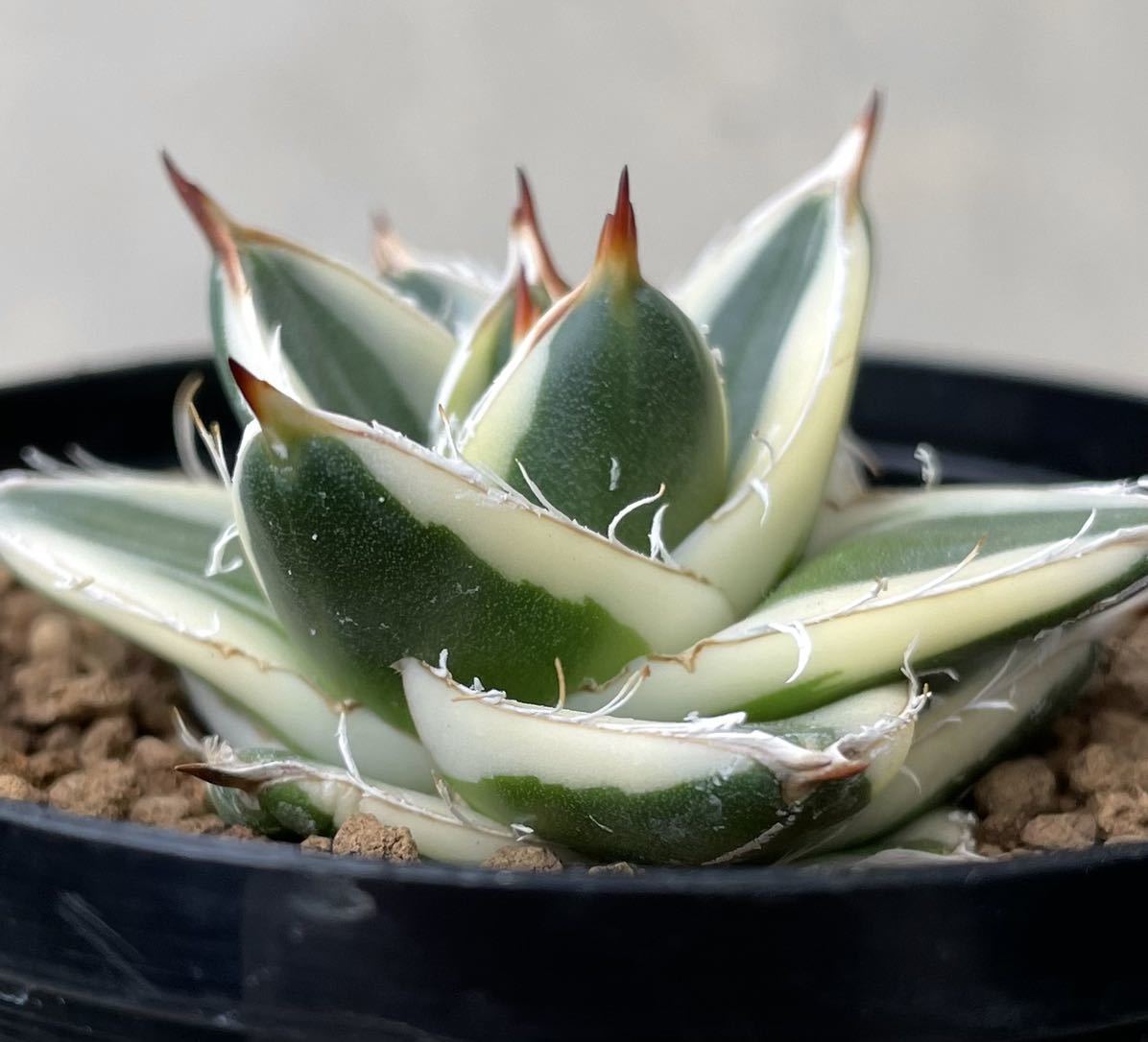 Yahoo!オークション - アガベ ピンキー agave pinky 王妃笹の雪A Yahoo!オークション - アガベ ピンキー agave pinky 王妃笹の雪A