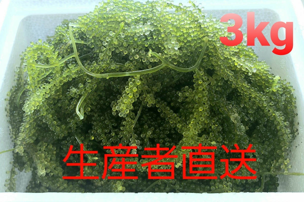 沖縄島産 生海ぶどう 茎付きたっぷり3000g【タレ付き】