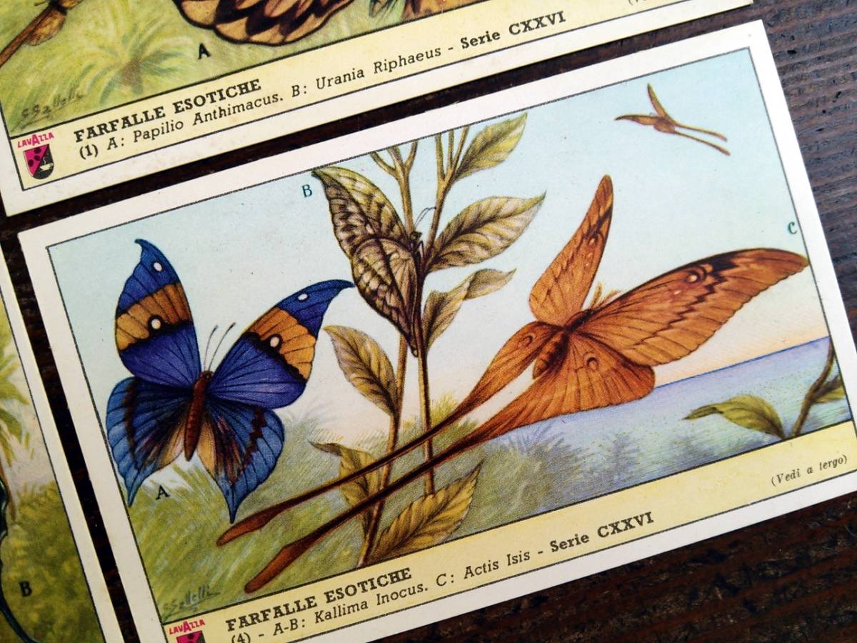 1957年イタリア◆エキゾチックな蝶 6種 アンティーク ビンテージ クロモス カード E11_画像4