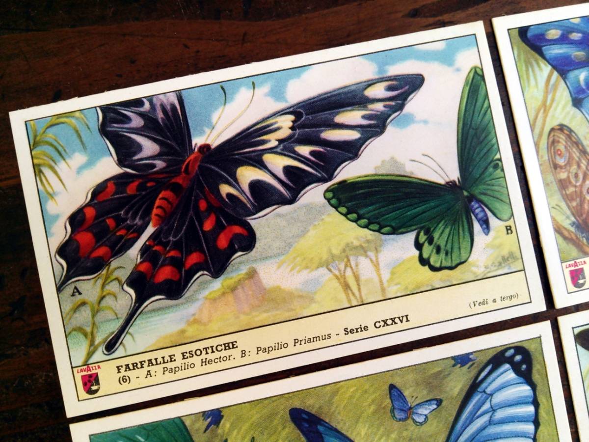 1957年イタリア◆エキゾチックな蝶 6種 アンティーク ビンテージ クロモス カード E11_画像5
