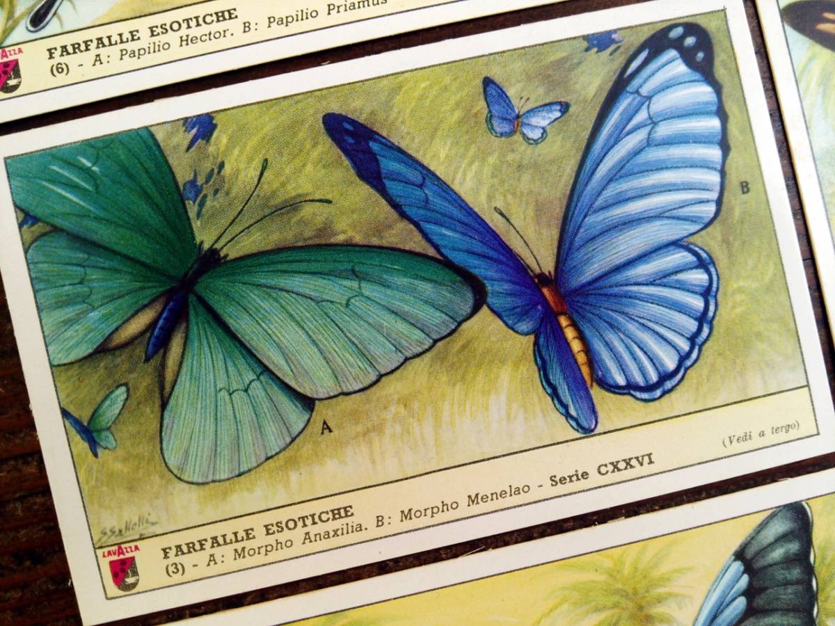 1957年イタリア◆エキゾチックな蝶 6種 アンティーク ビンテージ クロモス カード E11_画像6