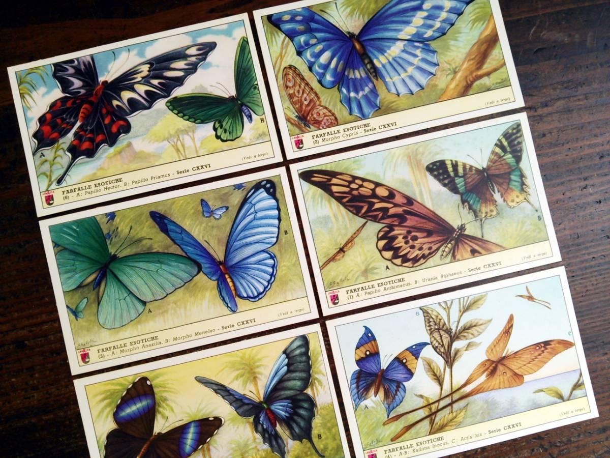 1957年イタリア◆エキゾチックな蝶 6種 アンティーク ビンテージ クロモス カード E11_画像8