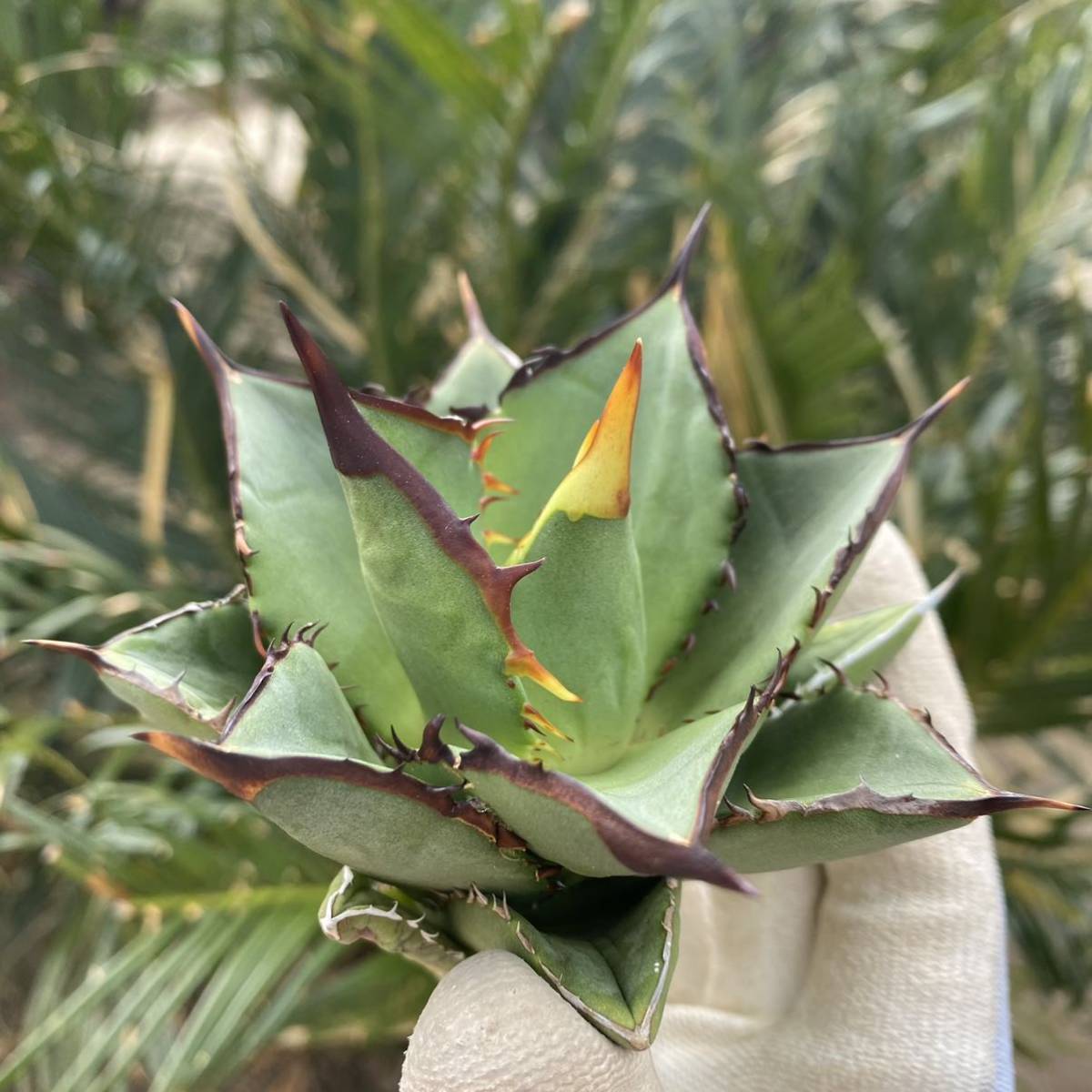 アガベ チタノタ 熊猫 パンダ 強棘太 2022年春 台湾輸入株 agave