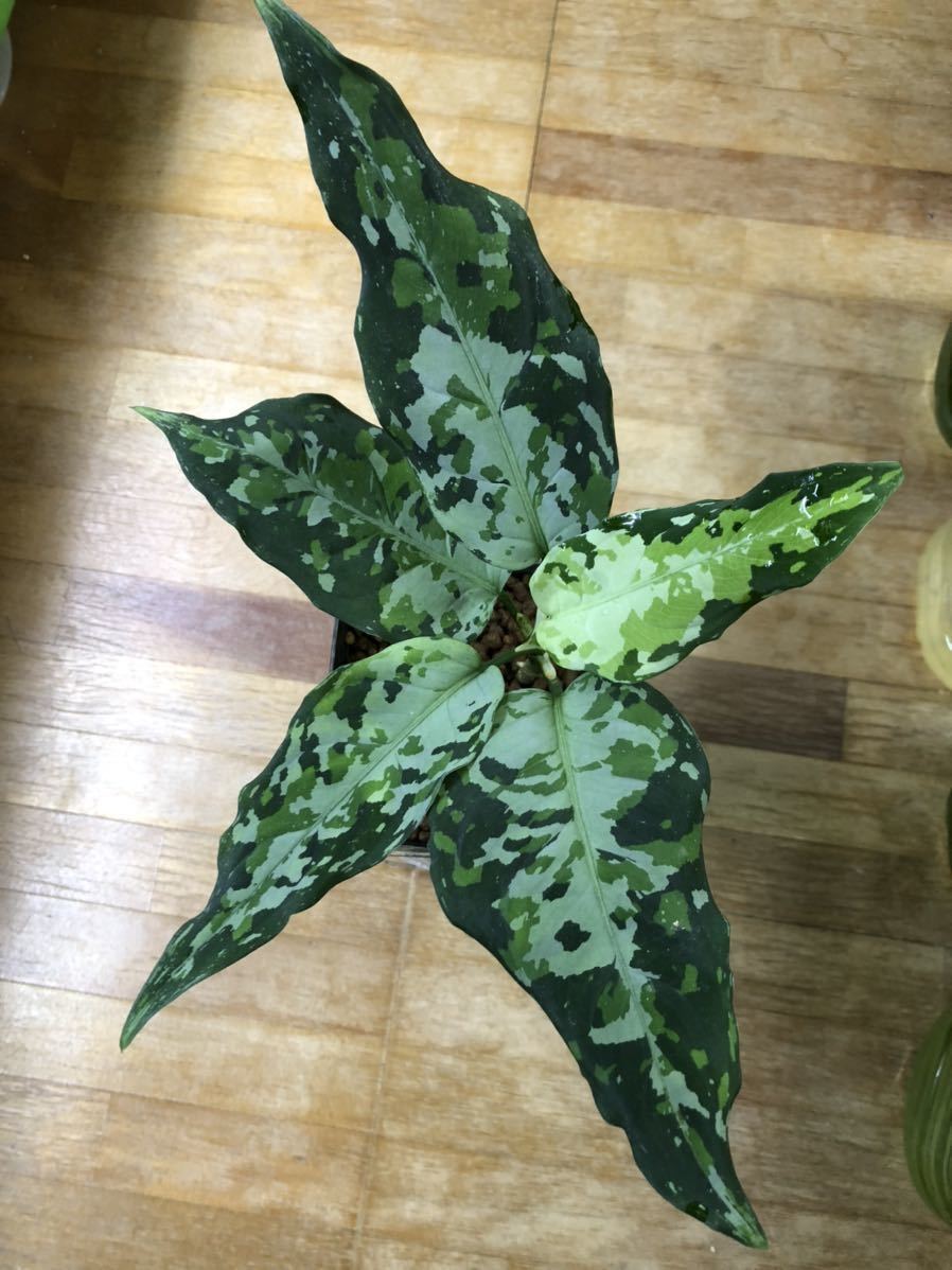 Aglaonema pictum TZ便 アグラオネマ ic.sch.id