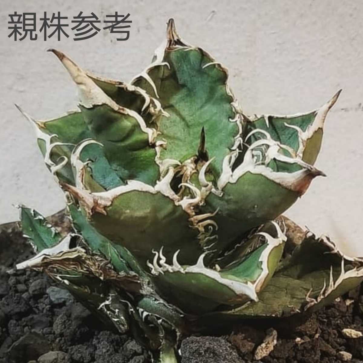 アガベ FO-076 / チタノタ オテロイ コーデックス 多肉植物 agave