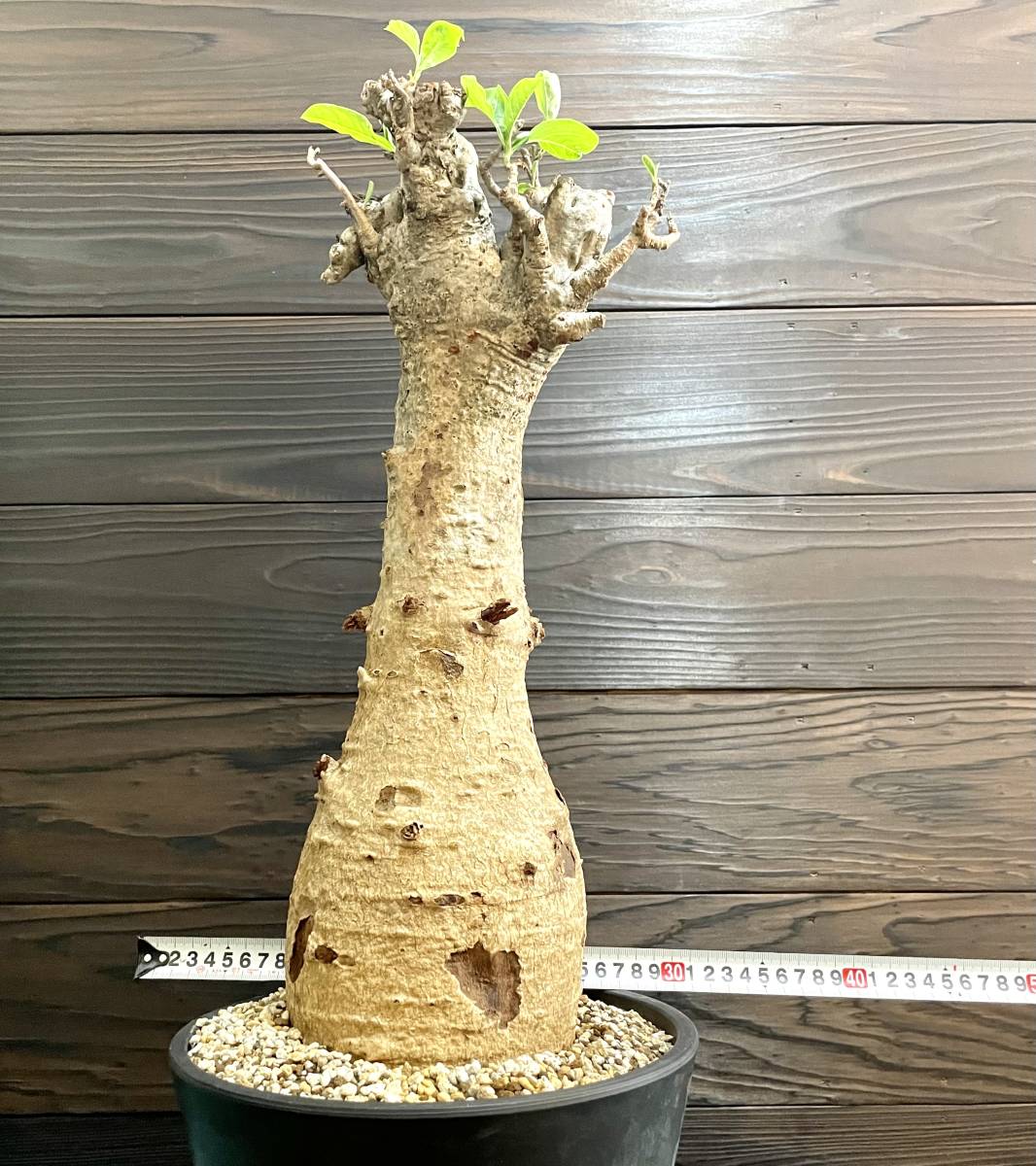 バオバブ アダンソニア ディギタータ 発根管理中株 A バオバブ アダンソニア ディギタータ 発根管理中株 A