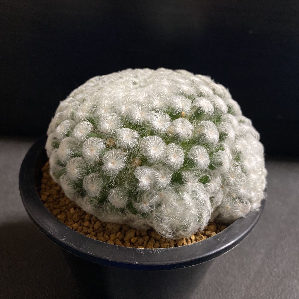 希少美株! 仏頭白星 実生 マミラリア サボテン 多肉植物 希少美株! 仏頭白星 実生 マミラリア サボテン 多肉植物