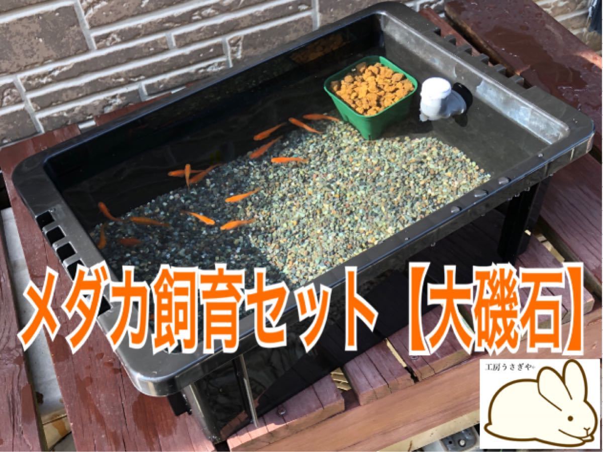 名入れ無料】 メダカ飼育ケース 6個セット mubc.edu.bd