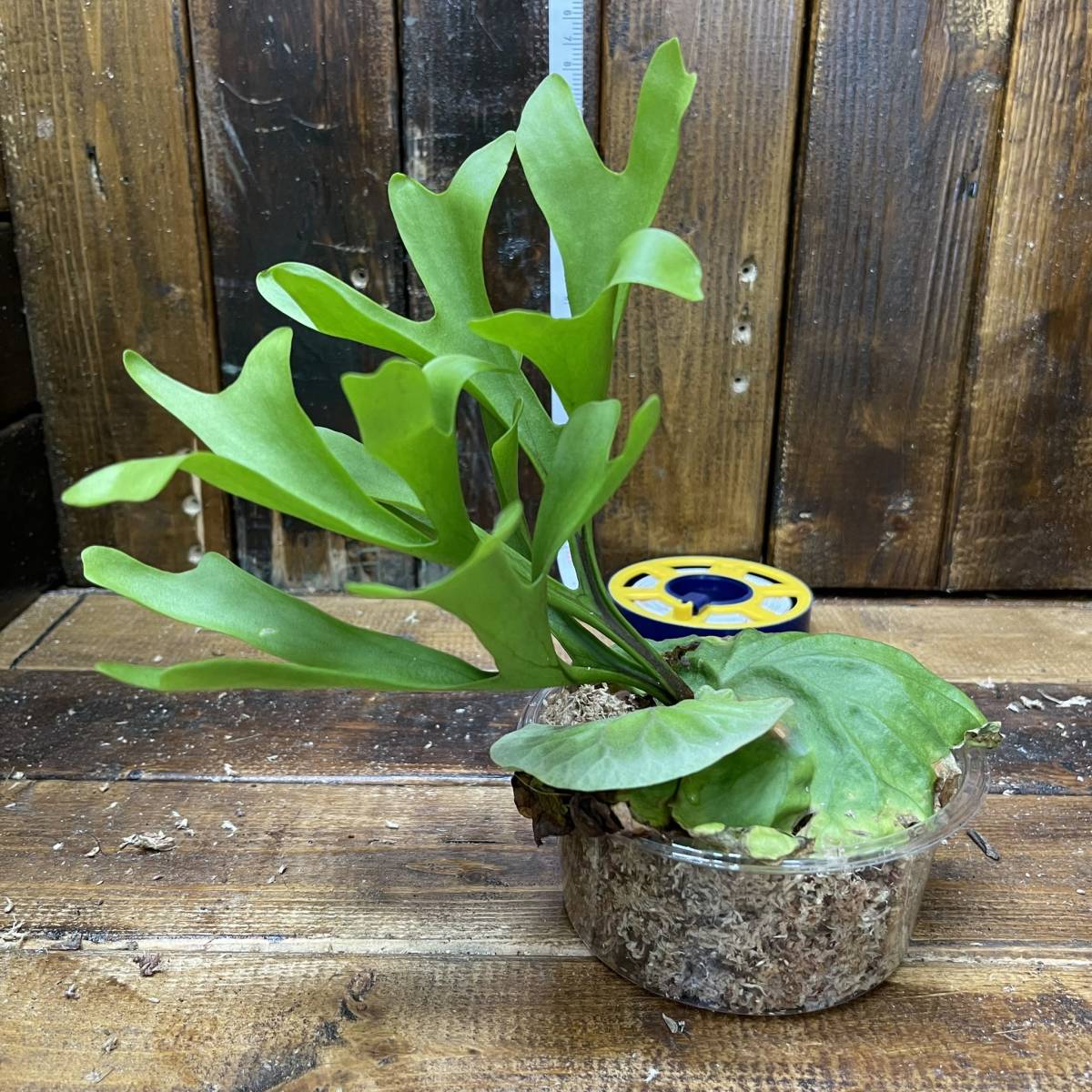 La・Chefar 『Platycerium ridleyi』タイ産 胞子栽培株 ビカクシダ
