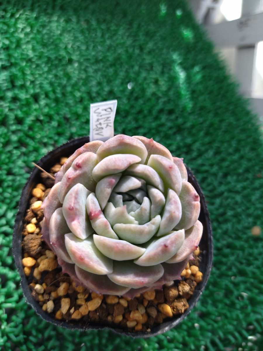 Yahoo!オークション - 多肉植物 PINK WATERS ピンクウォーター Yahoo!オークション - 多肉植物 PINK WATERS ピンクウォーター