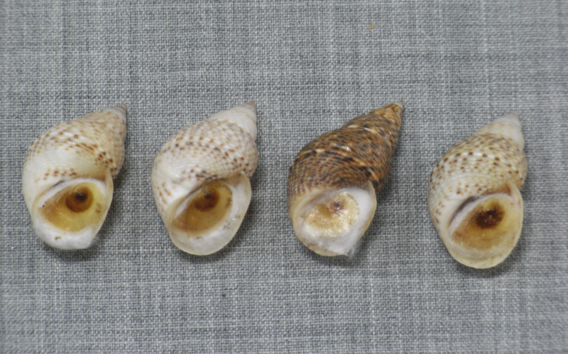 貝の標本 Littorina scabra 26mm~27mm.w/o.set 4_画像2
