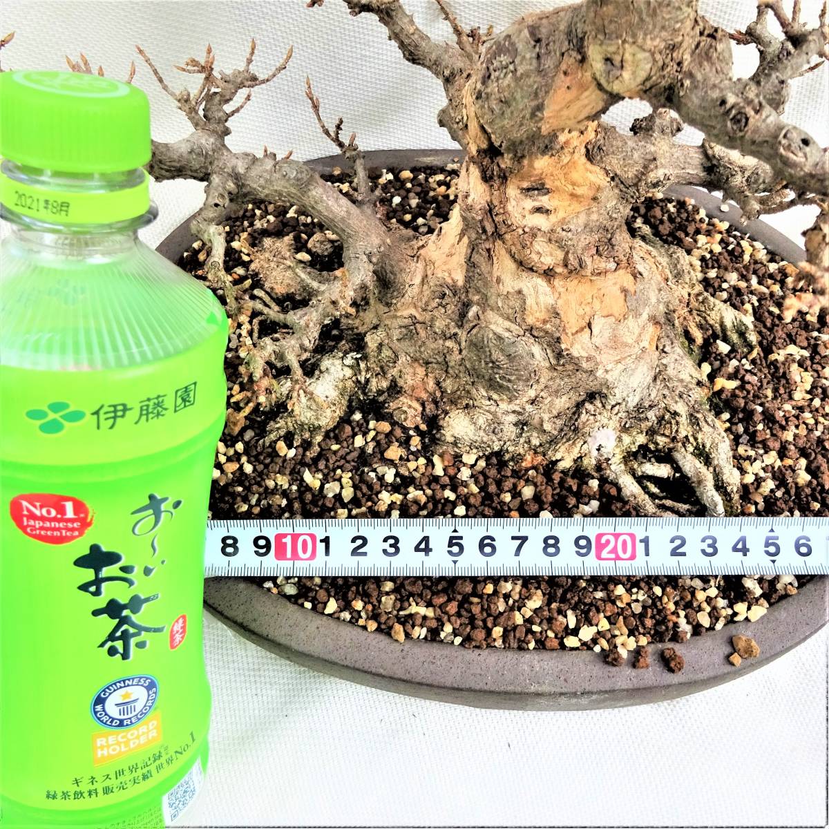 盆栽 楓 カエデ 盆栽 楓 カエデ