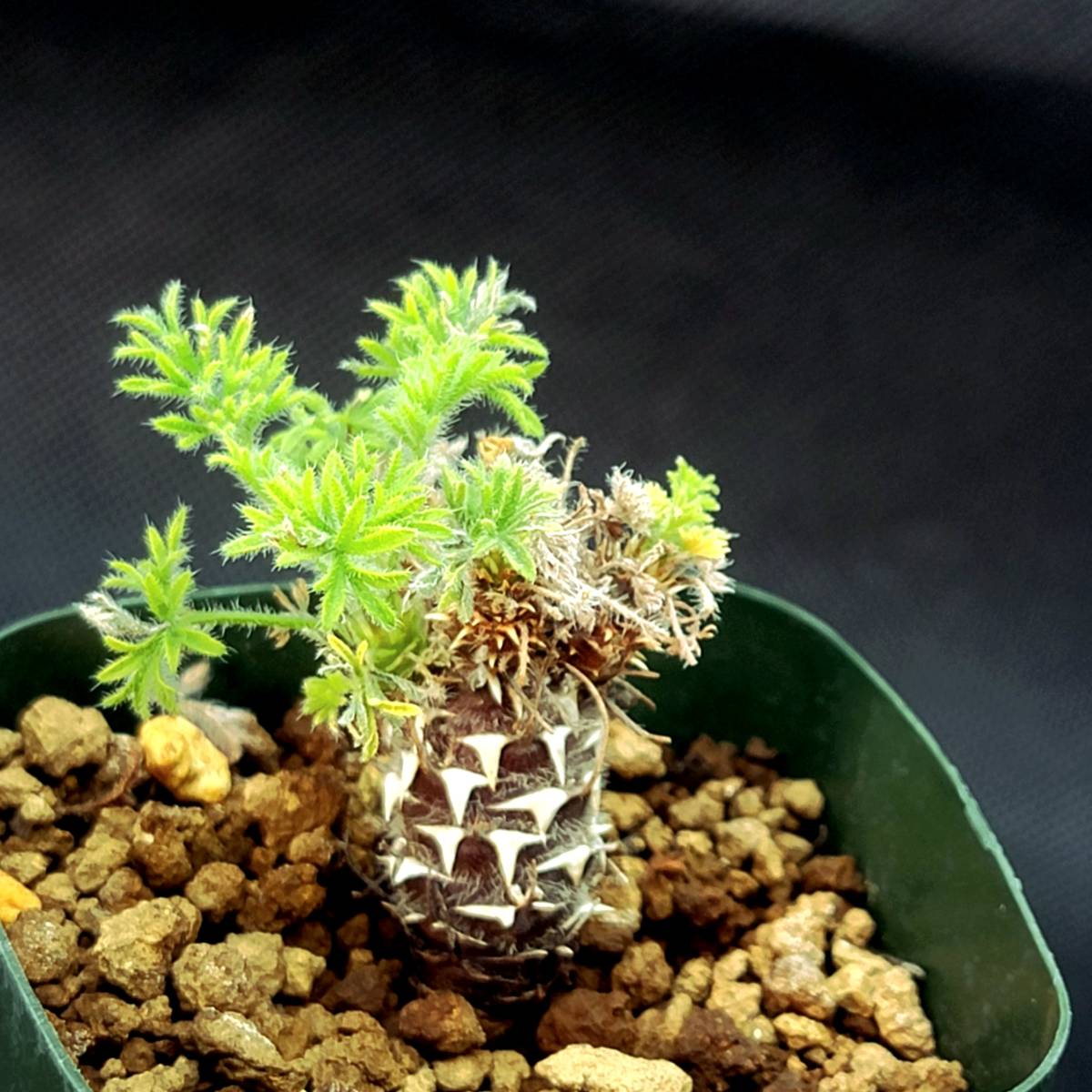 ペラルゴニウム・ヒストリクス 実生苗 (Pelargonium hystrix) ケープバルブ