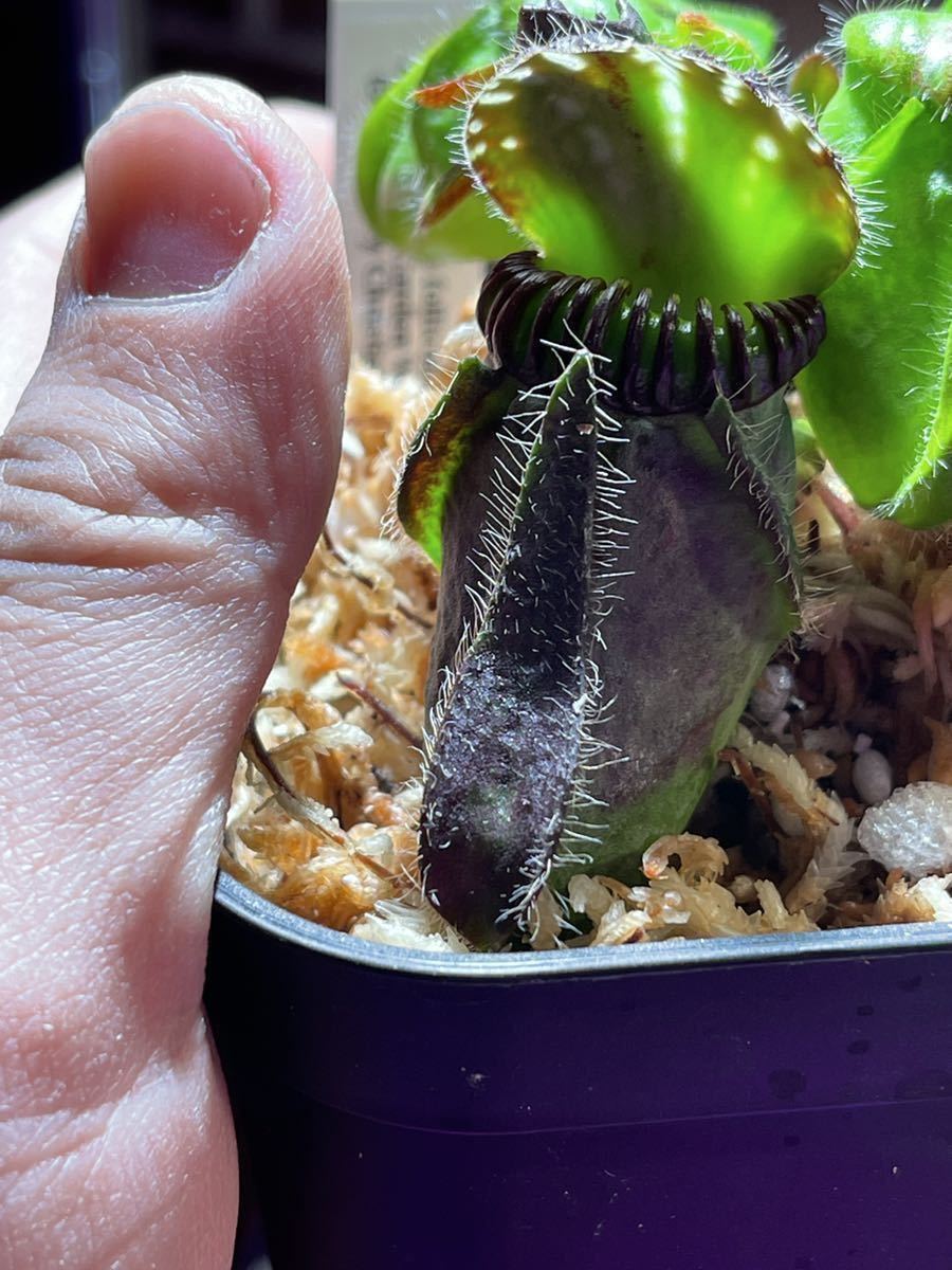 Cephalotus follicularis ex Botanical Garden Wilhelma Cephalotus follicularis ex Botanical Garden Wilhelma