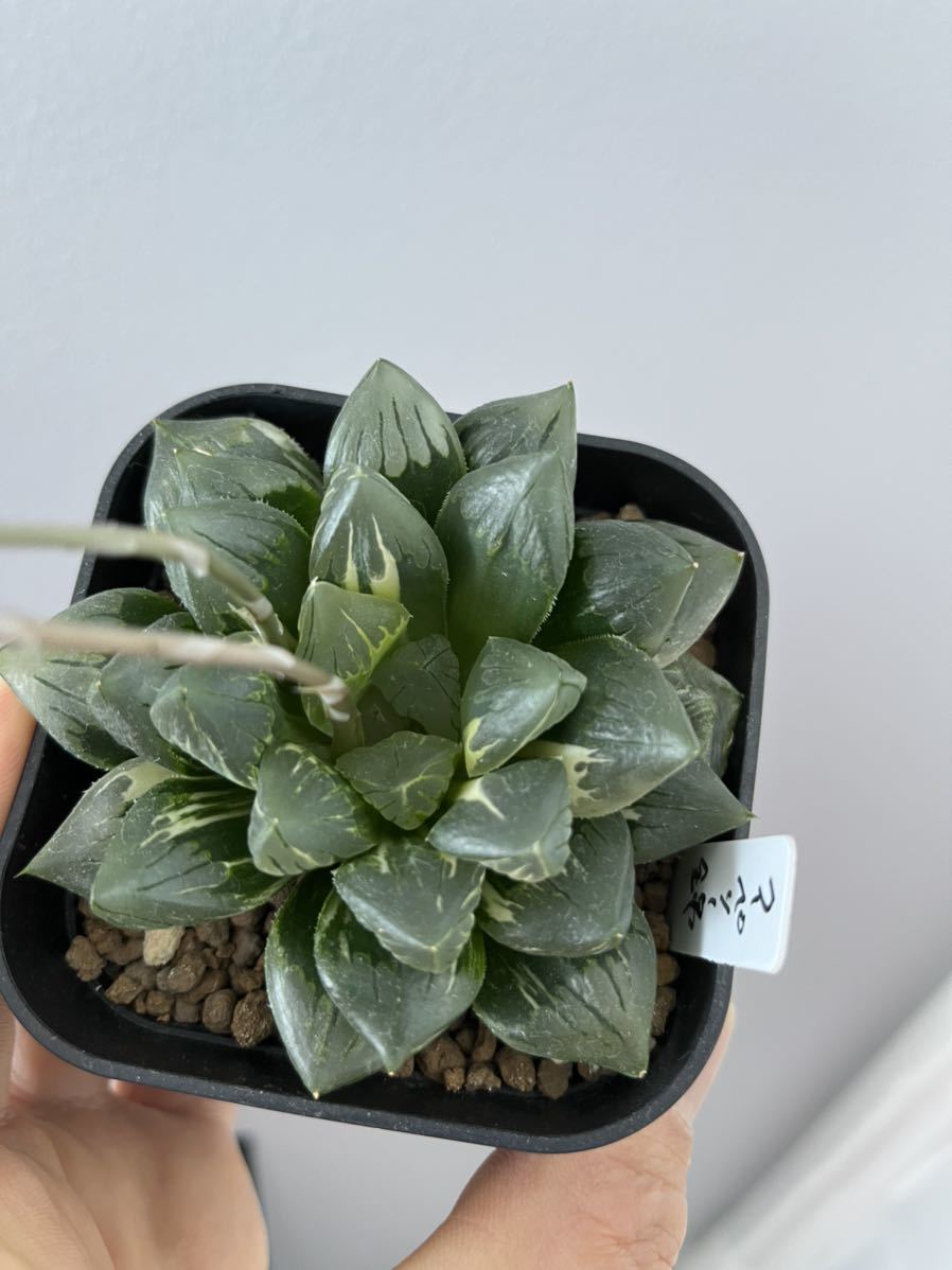 多肉植物 ハオルチア クーペリー錦 極上斑!約8cm苗 オブツーサ 多肉植物 ハオルチア クーペリー錦 極上斑!約8cm苗 オブツーサ