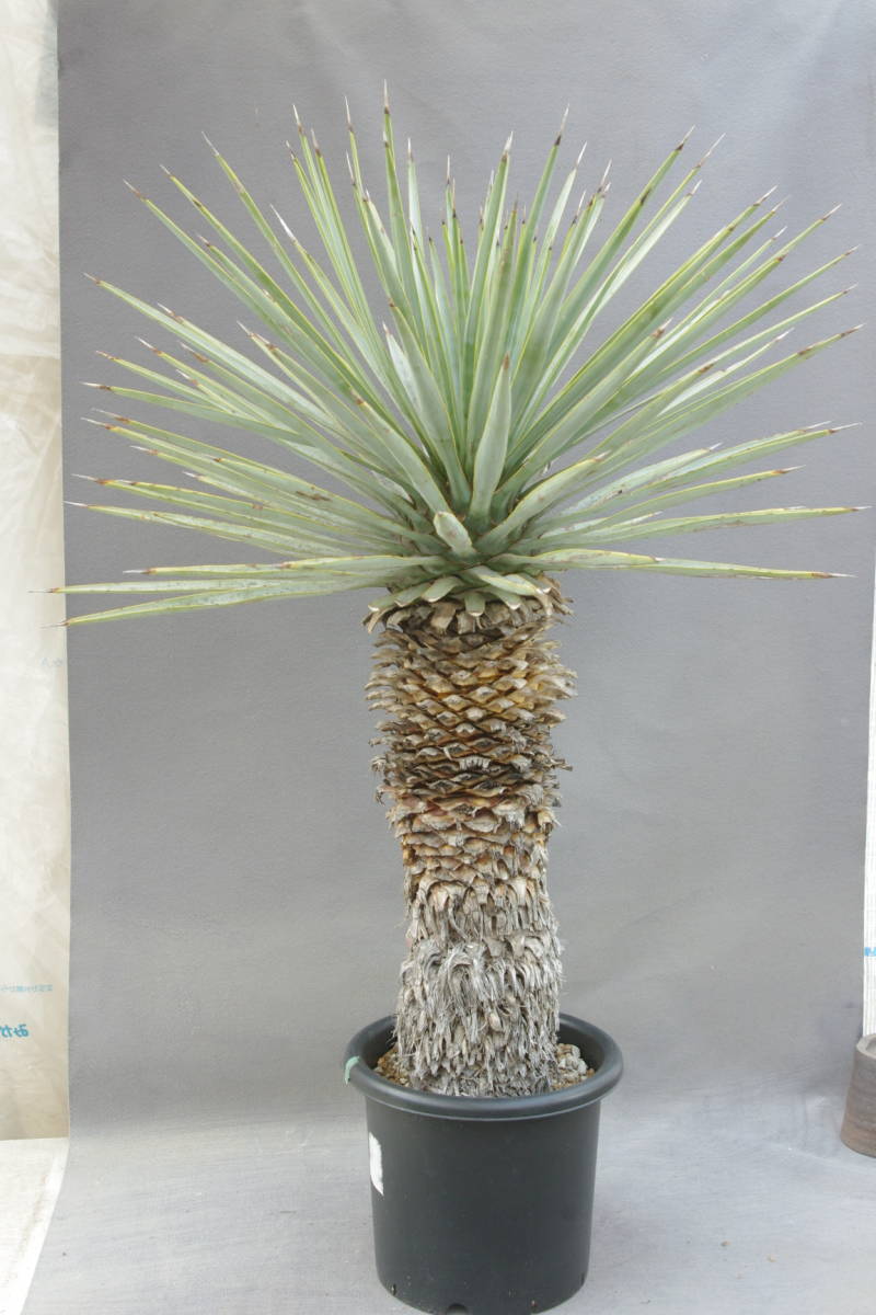 1円~ ユッカ リギダ Yucca rigida 大株 発根済 www.lram-fgr.ma