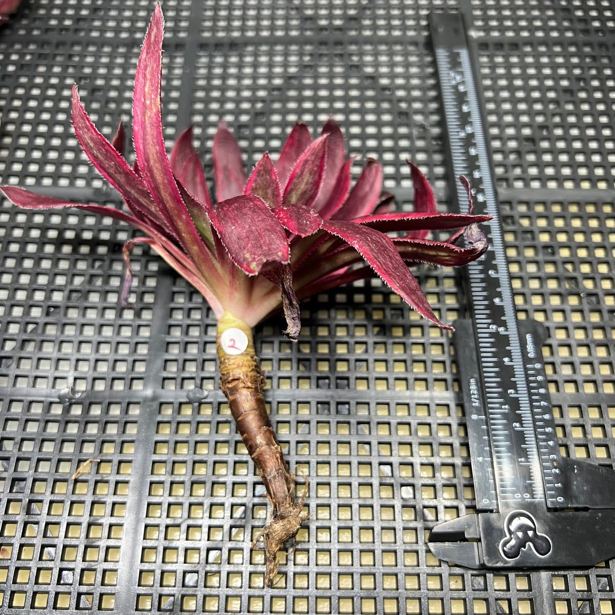 多肉植物 アエオニウム 錦 ブラックマジック錦 (古株) 法師錦 多肉植物 アエオニウム 錦 ブラックマジック錦 (古株) 法師錦