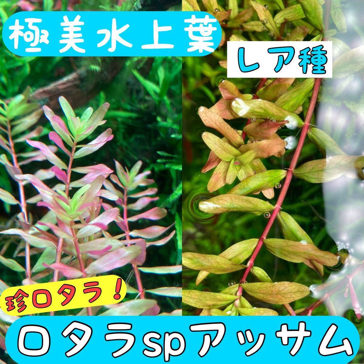 無農薬 極美水上葉 レア種 ロタラspアッサム 10本 水草 赤系