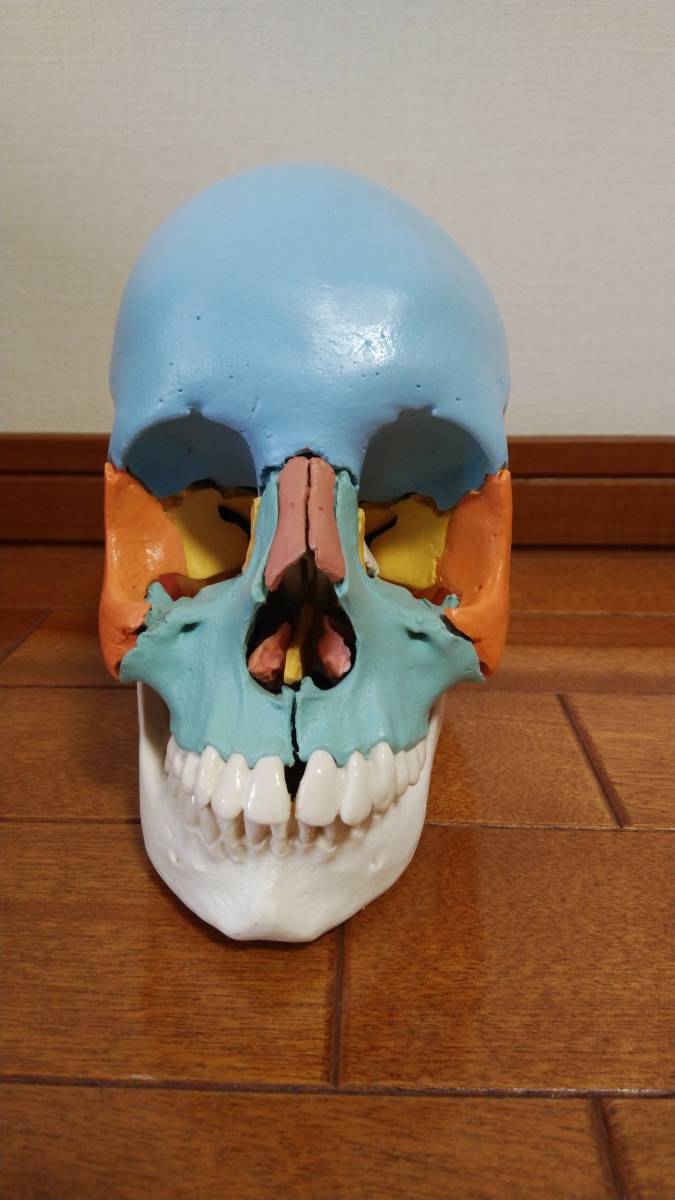 頭蓋骨 22分解モデル ic.sch.id