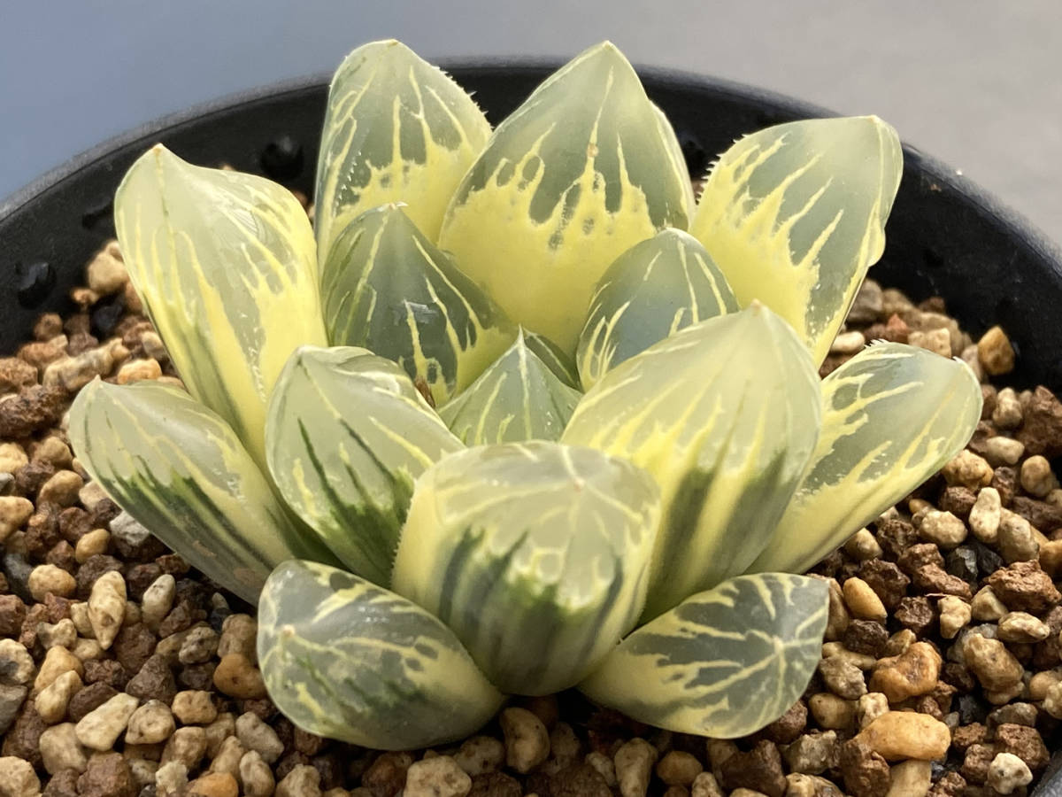 Yahoo!オークション - 多肉植物 ハオルチア 糊斑オブツーサ錦 金水晶 Yahoo!オークション - 多肉植物 ハオルチア 糊斑オブツーサ錦 金水晶