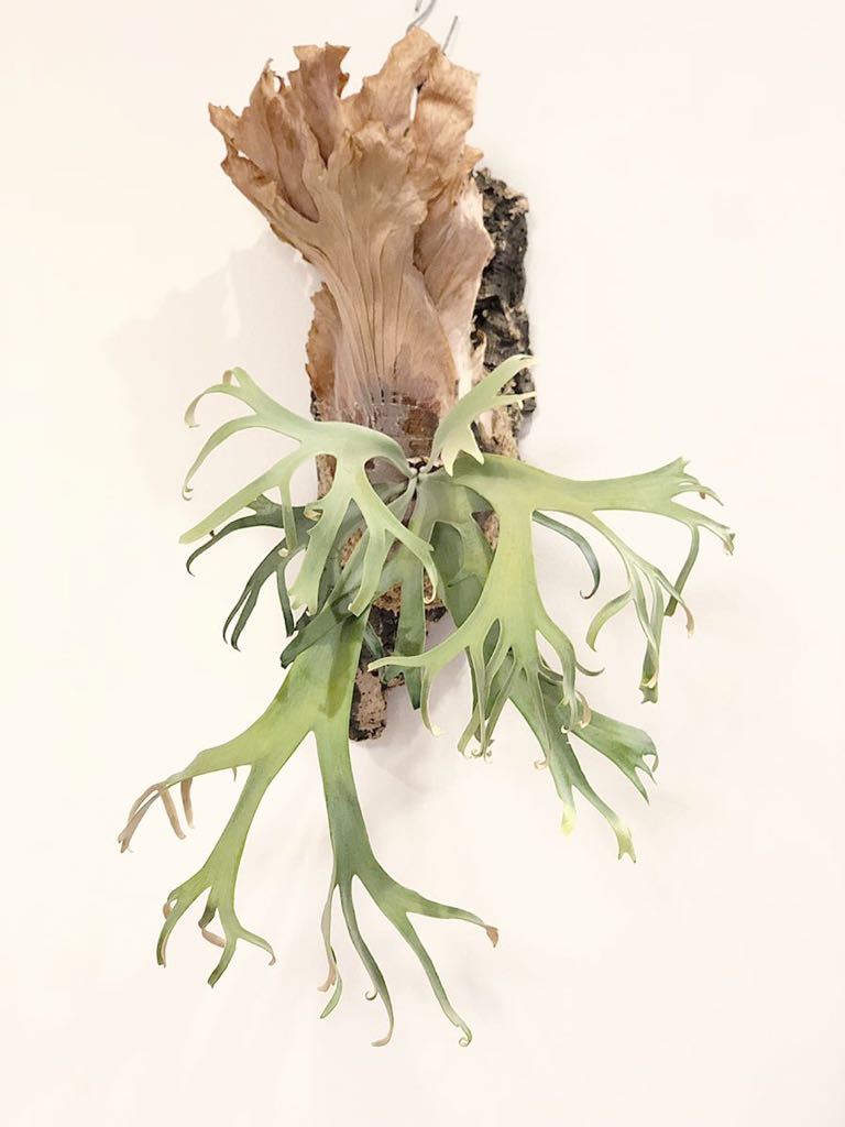 【01】P.willinckii wild from Bali 親株 Yahoo!オークション - platycerium willinckii wild Bali由来の