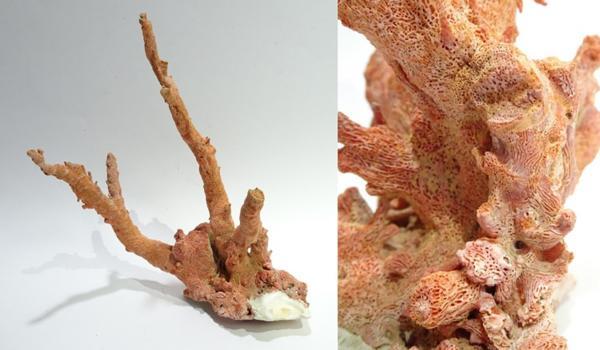 珊瑚 重さ177g 枝サンゴ さんご 1017P8h delrioyachts.com