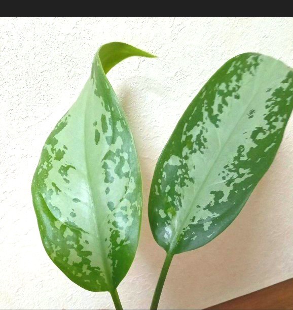 レア アグラオネマ パタヤビューティー① Aglaonema PattayaBeauty